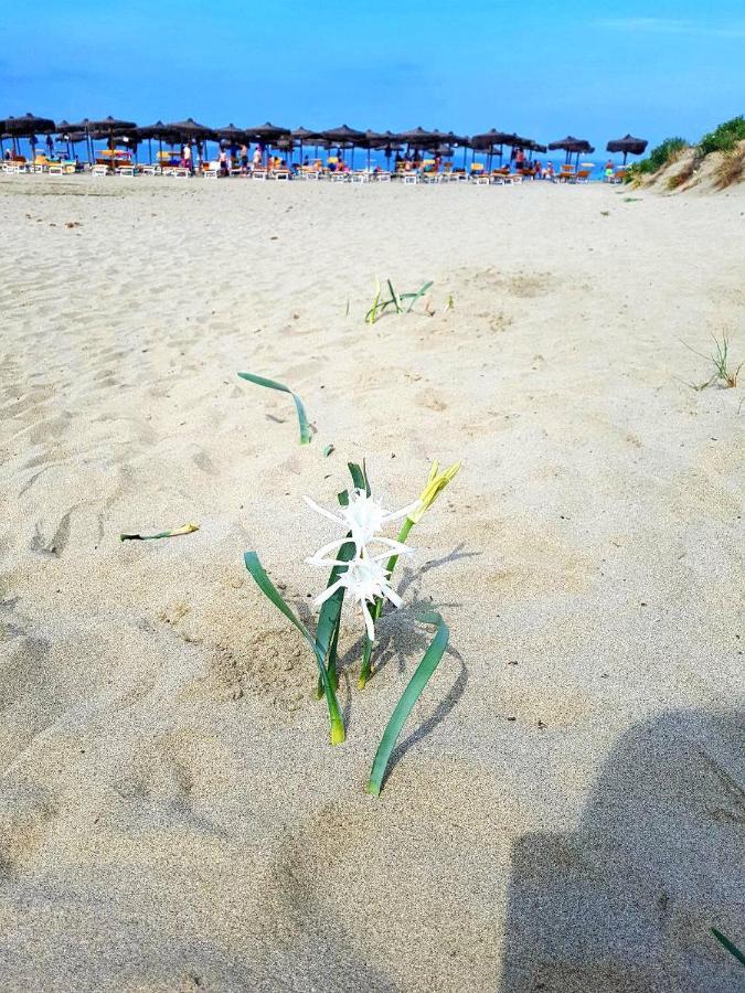 Regina Del Mare Holiday Apartments Tirrenia Exteriér fotografie